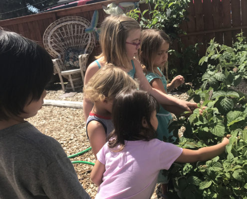 preschool children picking berries