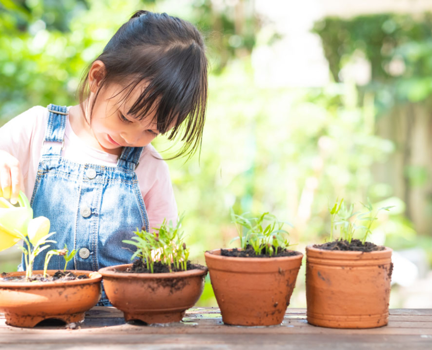 mamabear preschool growing things